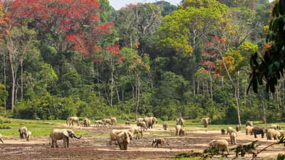 Central African Republic