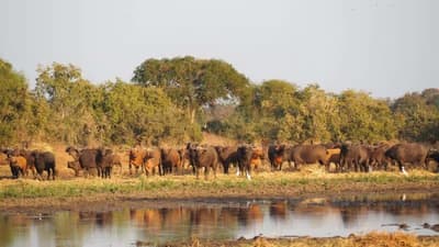 Zakouma National Park - Salamat Region, Chad