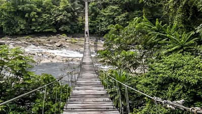 Korup National Park - Southwest Region, Cameroon