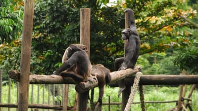 Limbe Wildlife Centre - Limbe, Cameroon