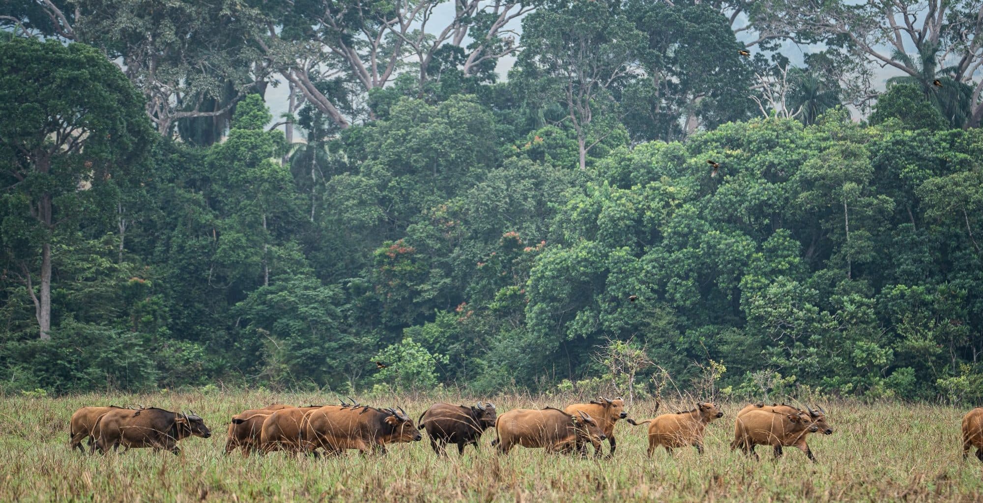 Lopé National Park - Central Gabon, Gabon