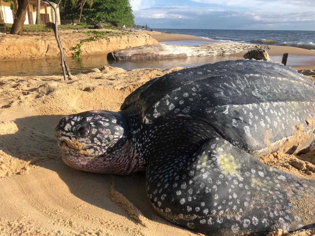 Mayumba National Park - Southern Coast, Gabon