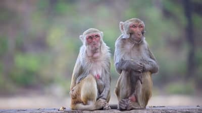 Safari Namibe, Cunene et Lubango 6 Jours