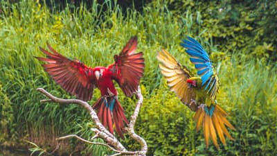 Avifauna Discovery: Central African Birding