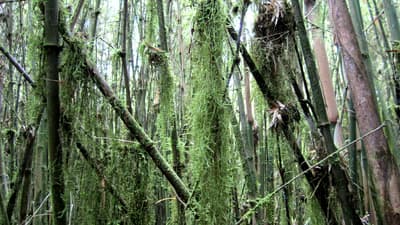 Bamboo Forest & Hidden Caves