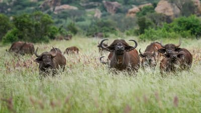 Bamingui-Bangoran Explorer (9 Days)