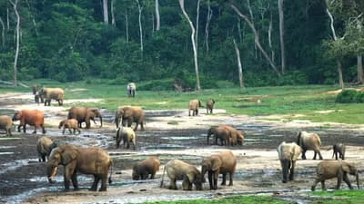 Chinko Nature Reserve Safari (12 Days)