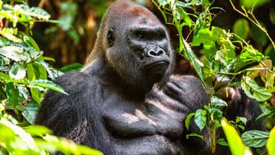 Dzanga-Sangha Gorilla Tracking