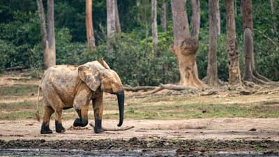 Dzanga-Sangha Wildlife Safari (7 Days)