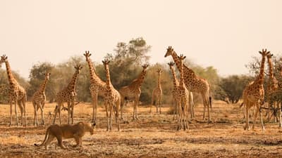 Zakouma NP Express 8 Days/ 7 Nights