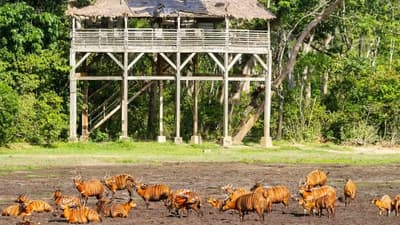07Days Tour Of Lobeke National Park