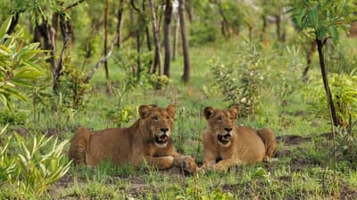 Wildlife And Safari Discovery