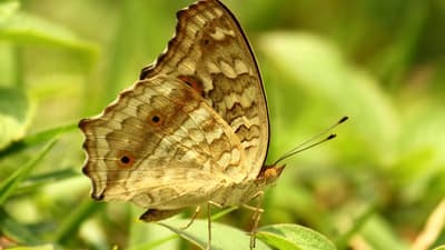 Butterfly Study Tour
