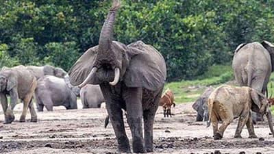 Cameroon vacation Safari