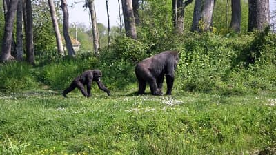 The Dja Biodiversity Reserve Safari 7D/6N