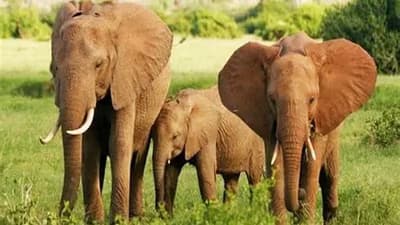 Parc National de Lobéké Express 11J/10N