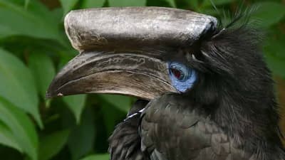 Ornithological And Beach Vacation Tour