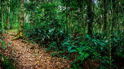 Western Lowland Gorillas Trek