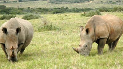 Safari au Parc National de la Garamba (6 Jours)