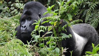 Gorilles des Plaines de Kahuzi-Biega (4 Jours)