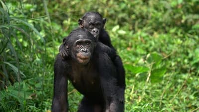 Lola ya Bonobo Sanctuary Visit