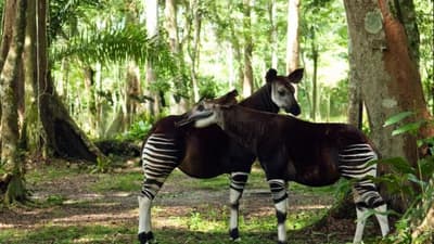 Okapi Wildlife Reserve Immersion