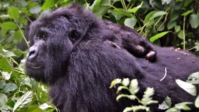 Gorilles de Montagne des Virunga et Nyiragongo (5 Jours)