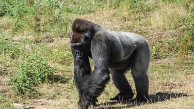 Safari Classique Gabon 12 Jours (Confort)