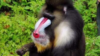 Gabon: Un Voyage à Travers la Nature et la Faune 6 Jours