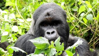 On the Path of Gorillas Gabon Safari 8 Days