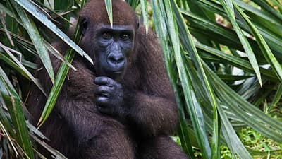 Gabon: Gorilles et Plus, 5 Jours