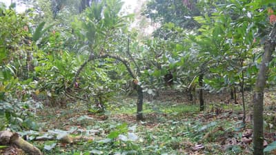 Sentier du Patrimoine Cacao & Café