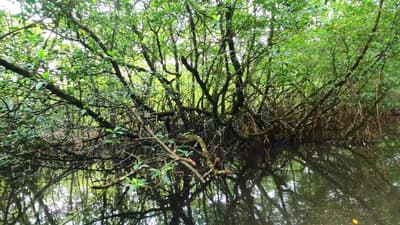 Malanza Mangrove Lagoon Adventure