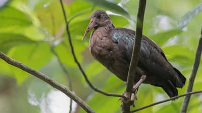 Birdwatching in Obo National Park