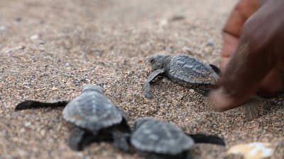 Conservation des Tortues à Praia Jalé