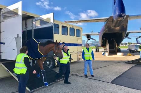 Animaux vivants pour le personnel de traitement des passagers