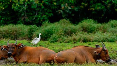 Safari Ultime à Odzala-Kokoua (10 Jours)