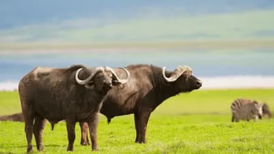 Faune de la Réserve de la Léfini (5 Jours)