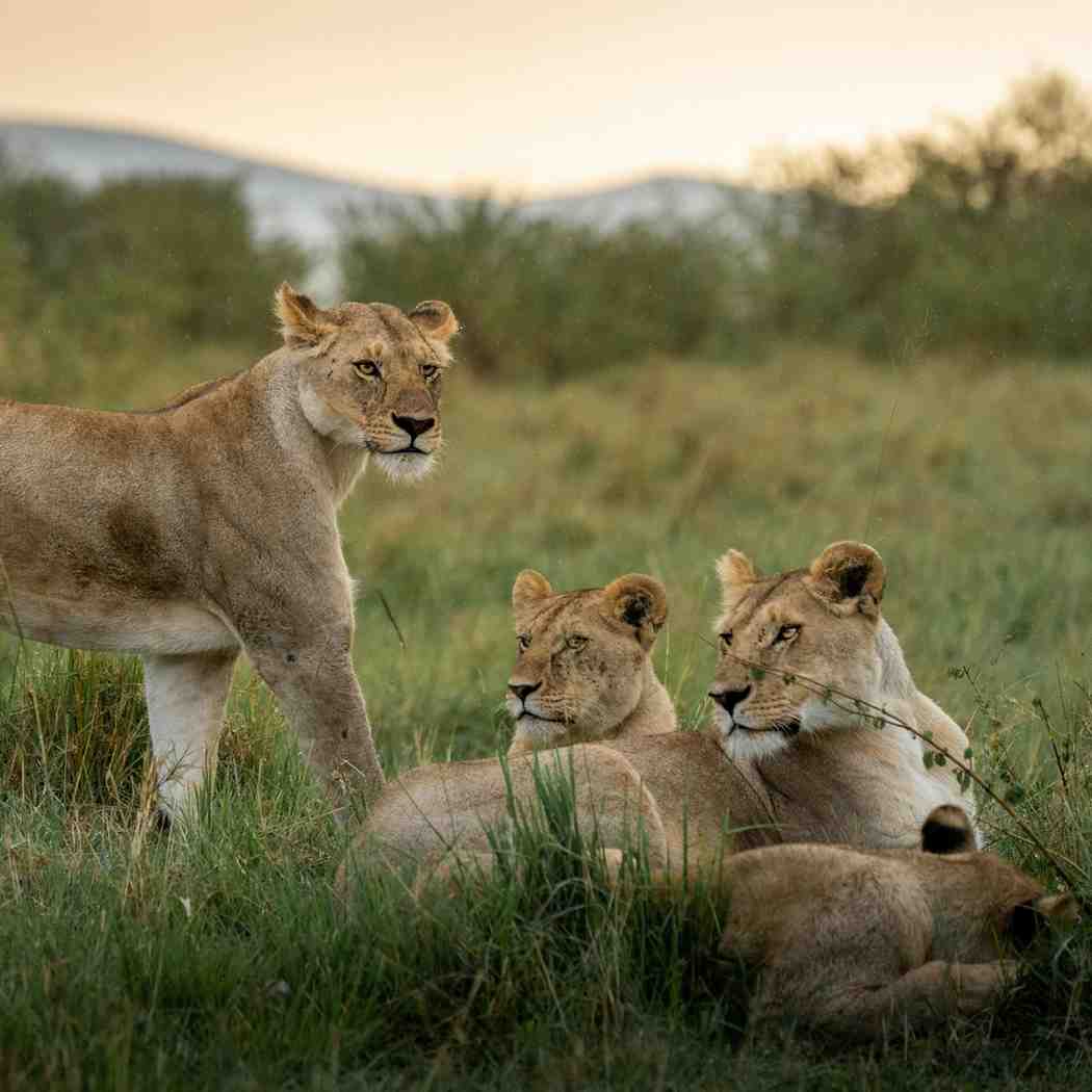Tanzania Zanzibar safari Package